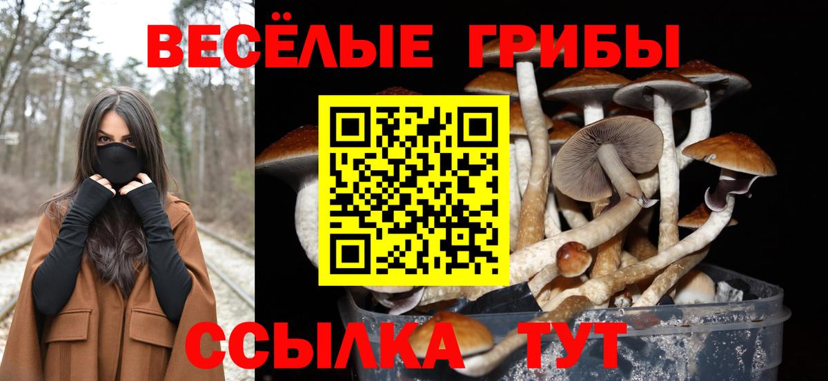 Псилоцибиновые грибы Psilocybine cubensis Батайск